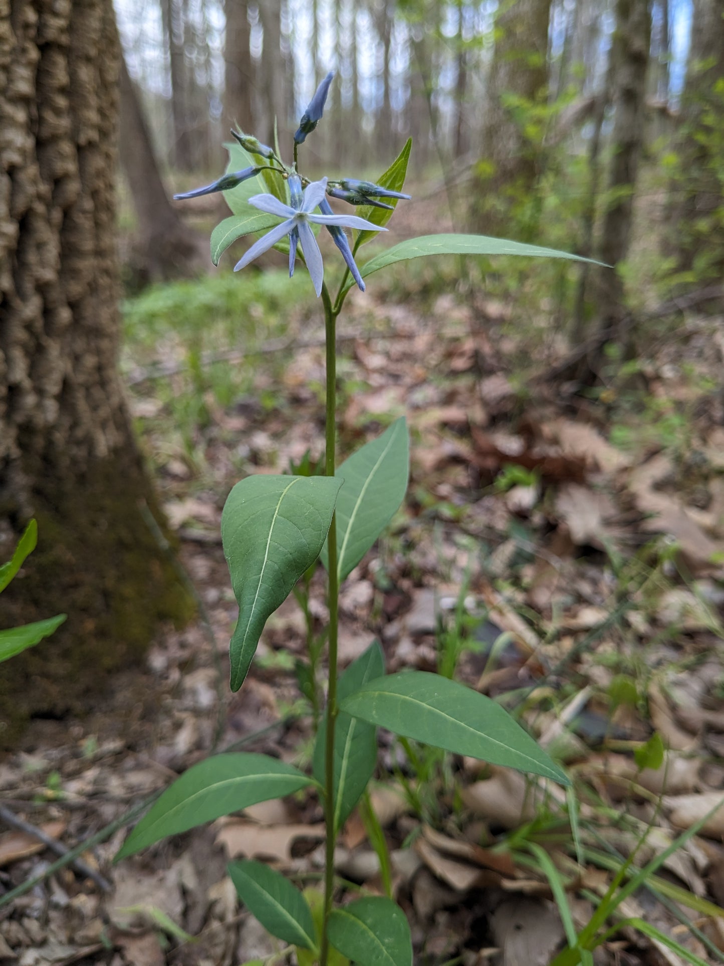 Amsonia tabernaemontana (Eastern Blue Star)
