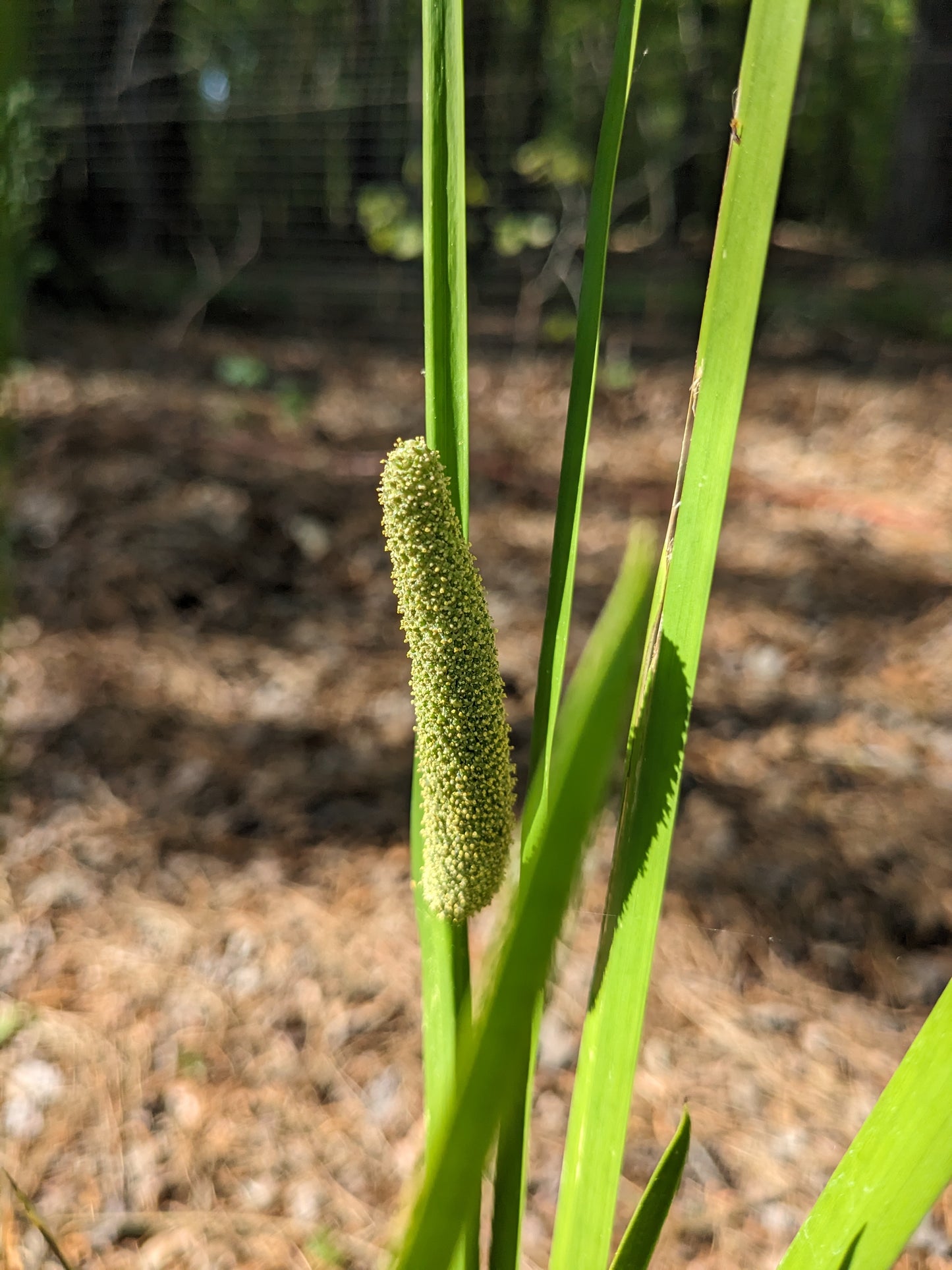 Acorus americanus (Sweet Flag)