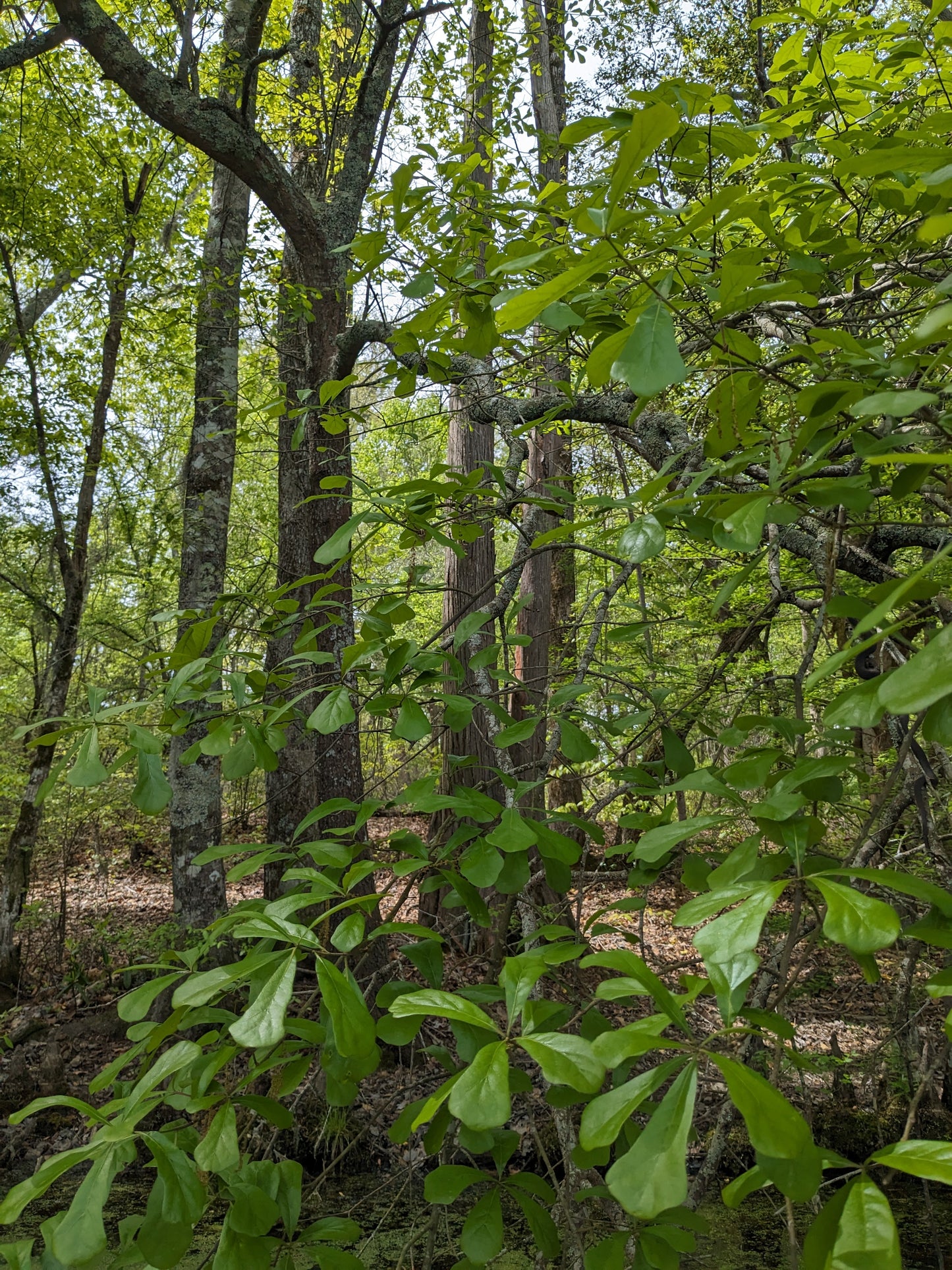 Quercus nigra (Water Oak)
