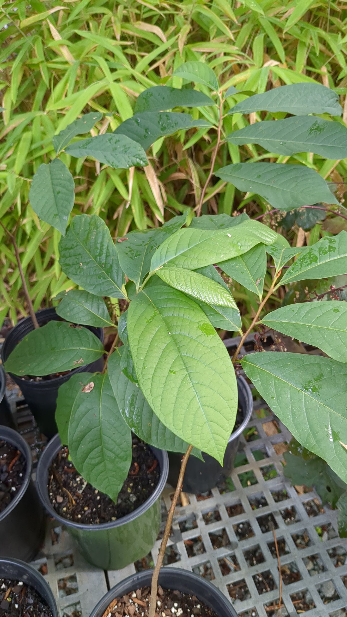 Asimina triloba (Pawpaw)