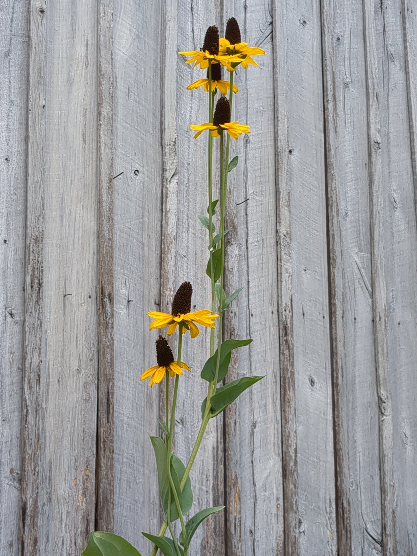 Rudbeckia maxima (Cabbage Leaf Coneflower)