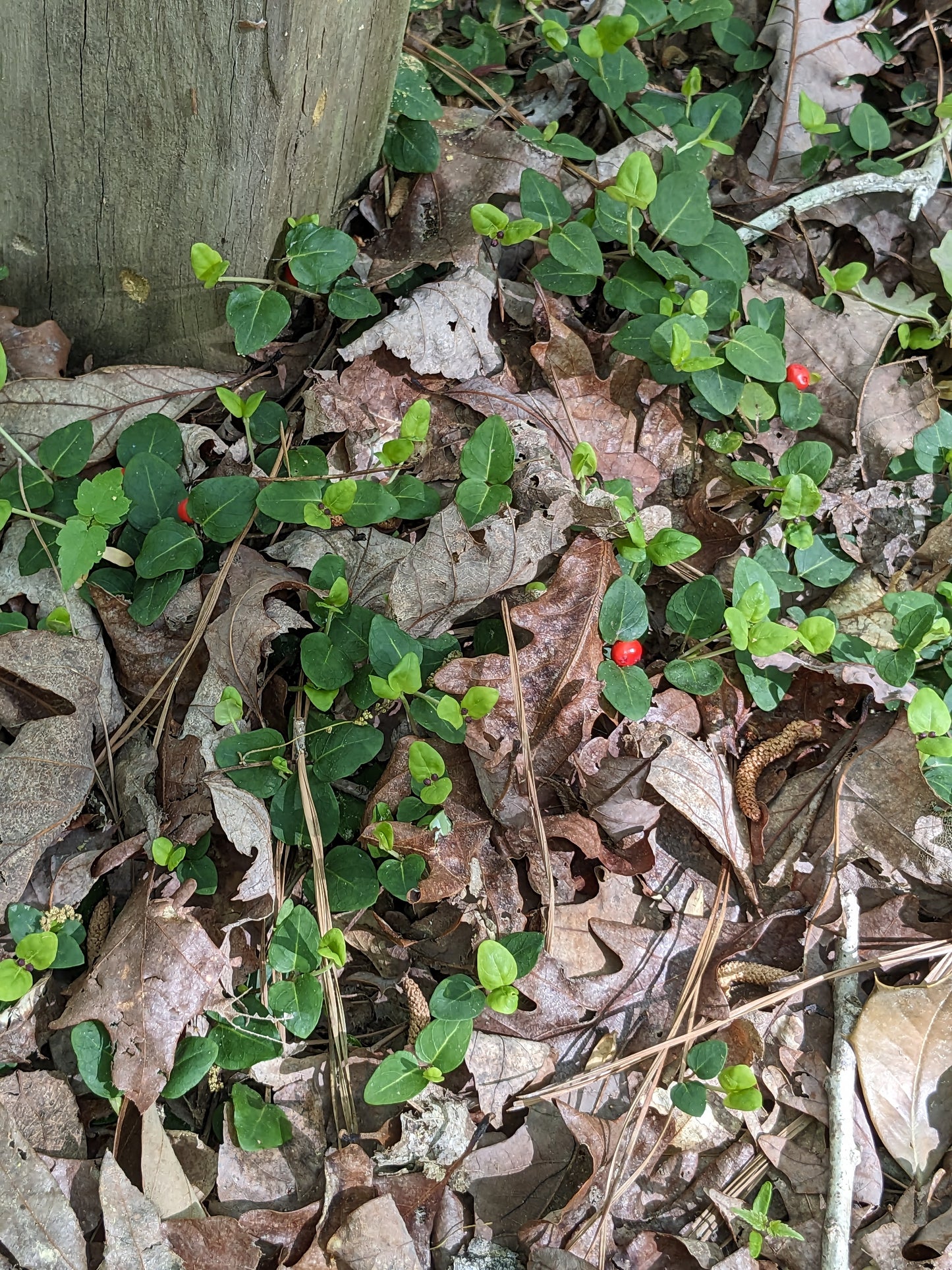 Mitchella repens (Partridge Berry)