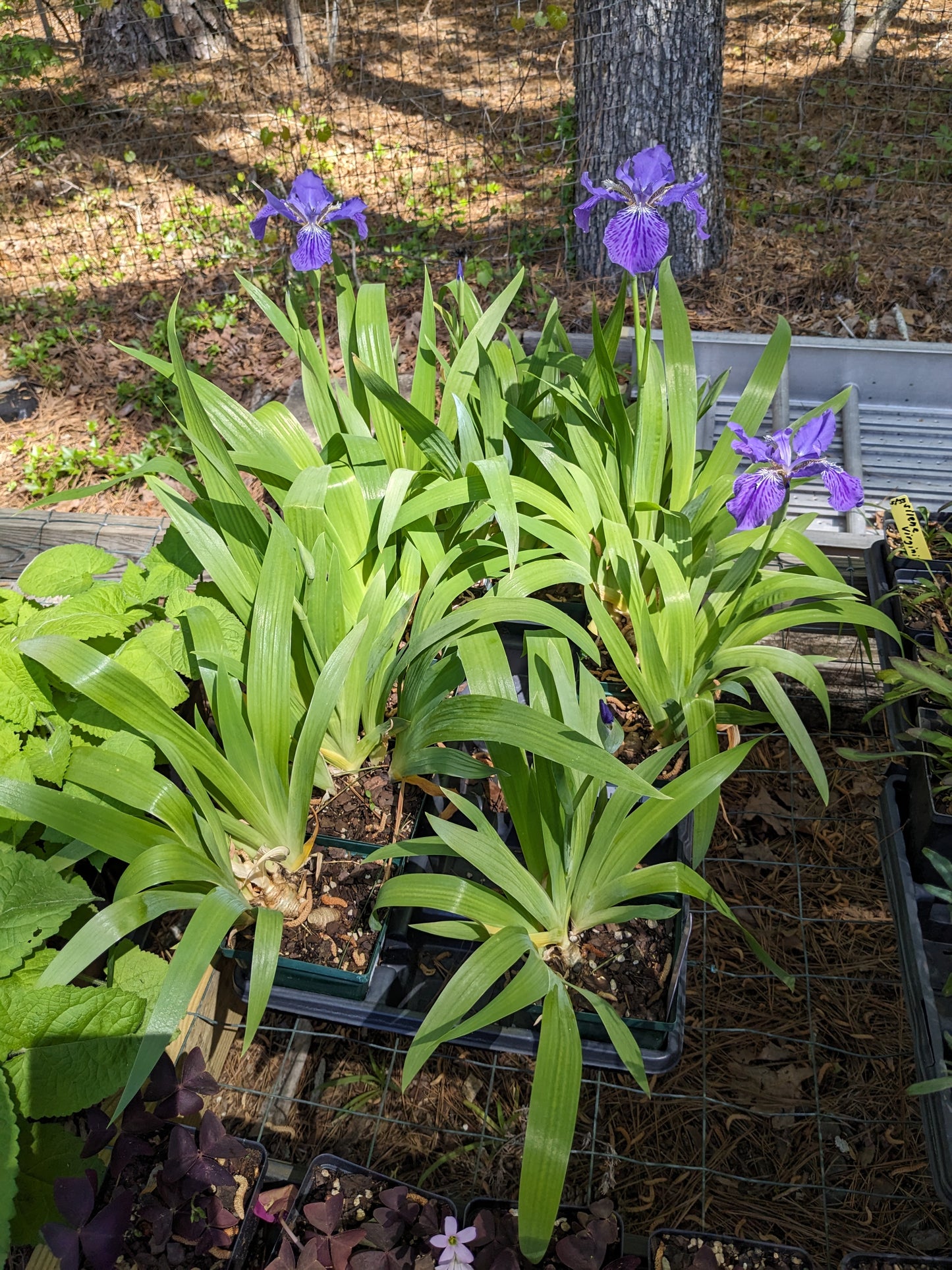Iris tectorum (Japanese Roof Iris)