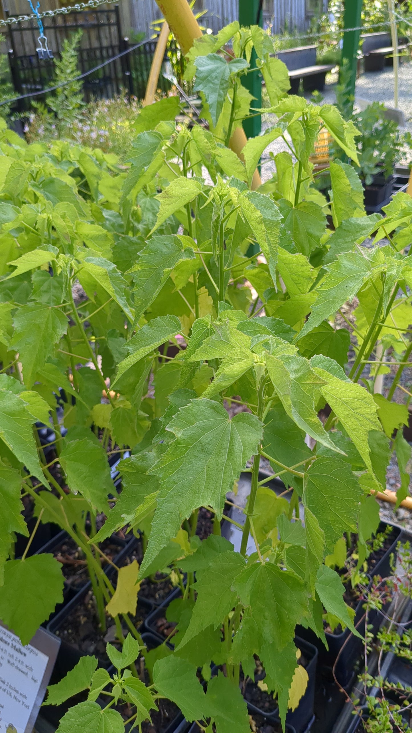 Kosteletzkya pentacarpos (Seashore mallow)