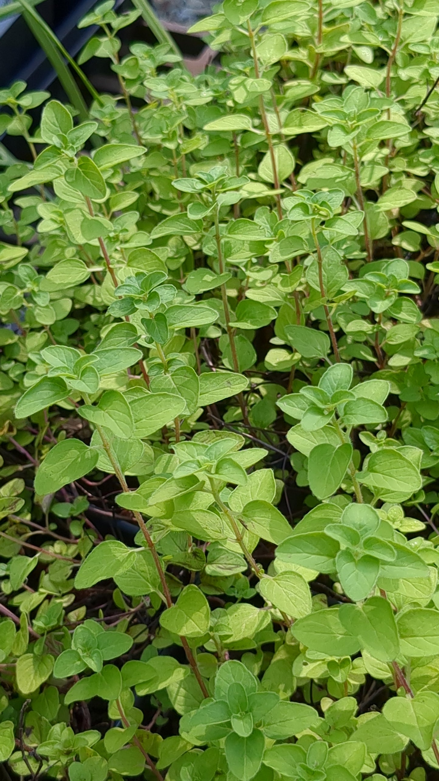 Origanum vulgare 'Aureum' (Golden Oregano)
