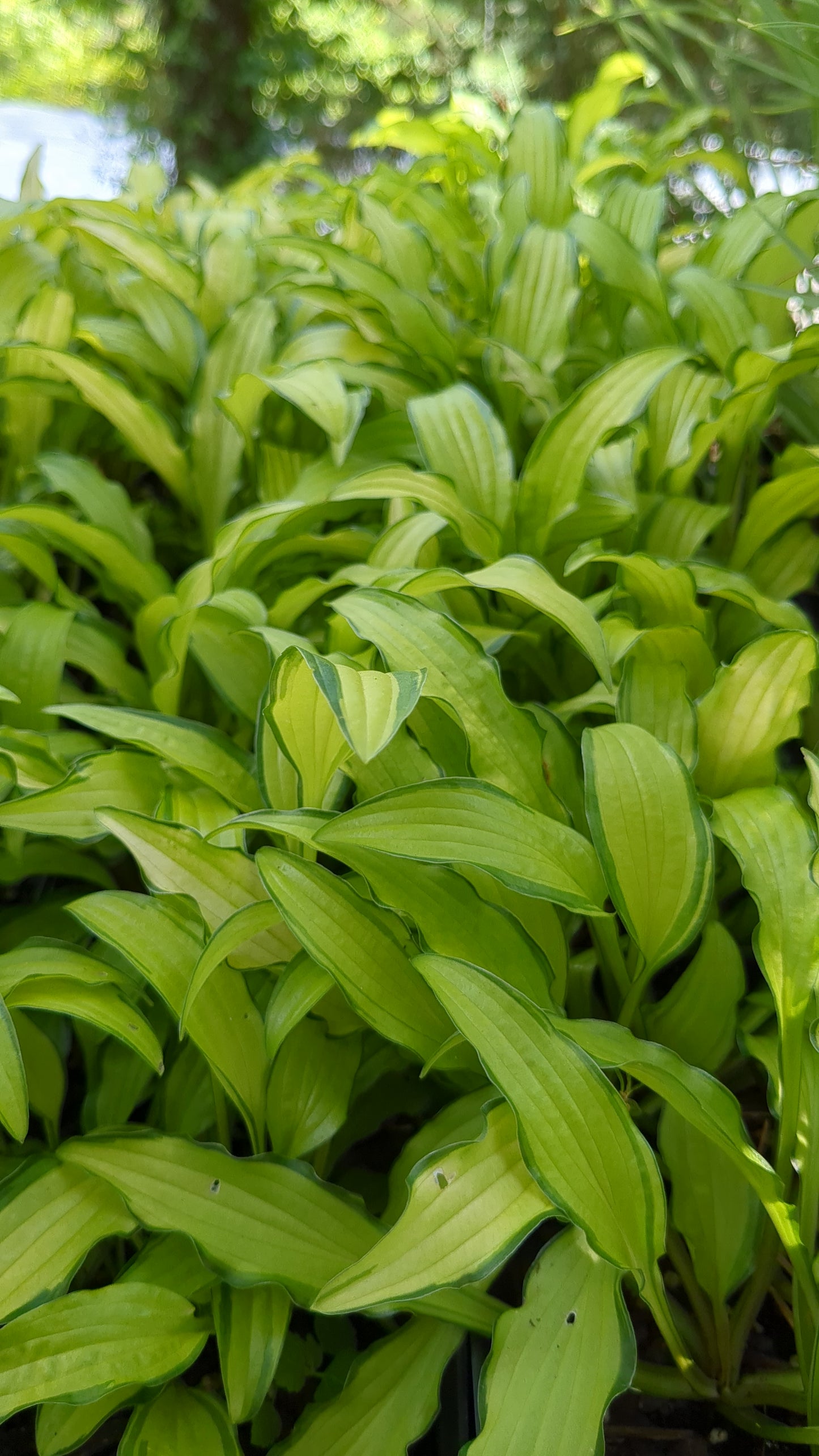Hosta sieboldii 'Kabitan' ('Kabitan' Hosta)