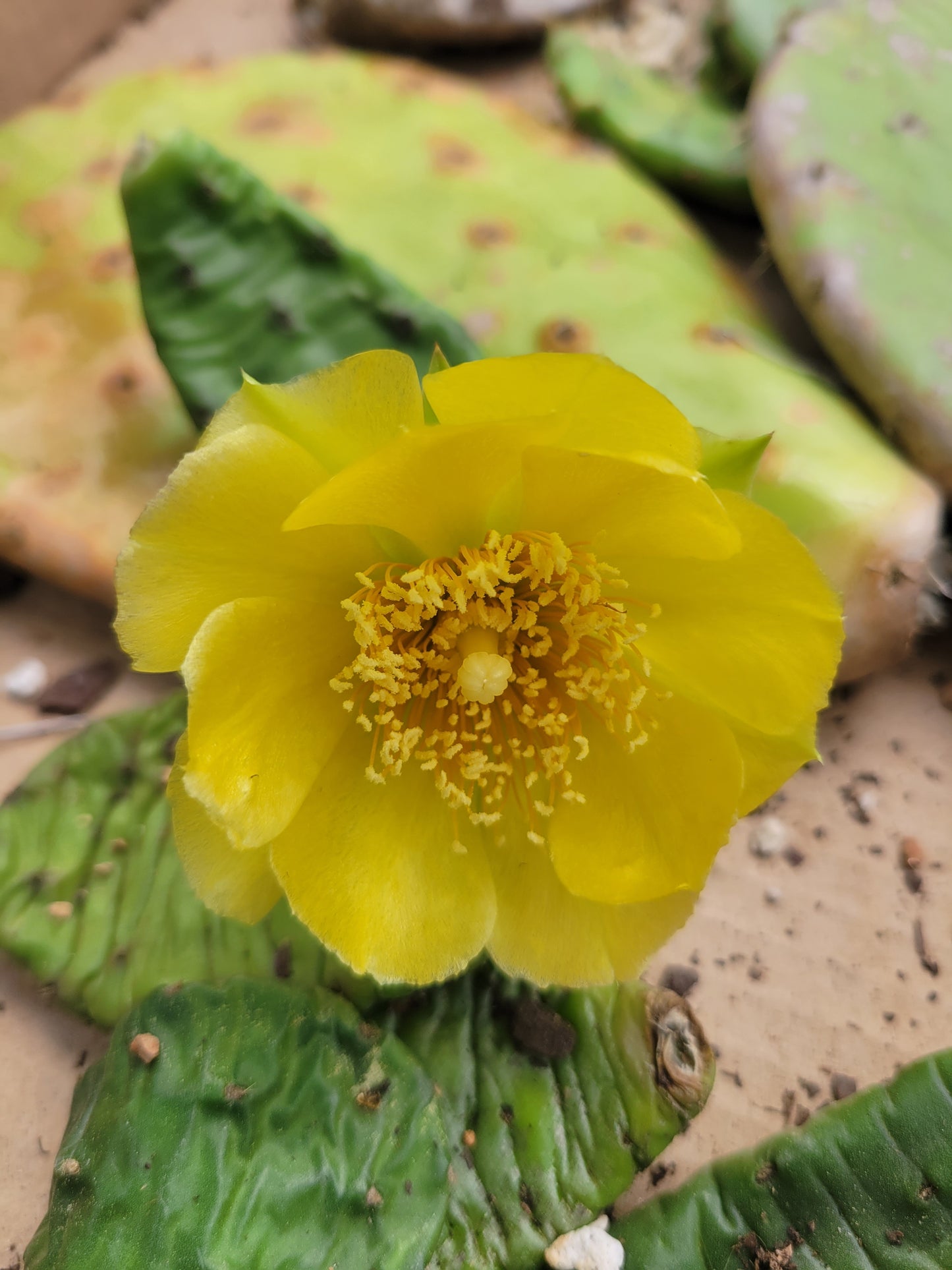 Opuntia humifusa (Eastern Prickly Pear)