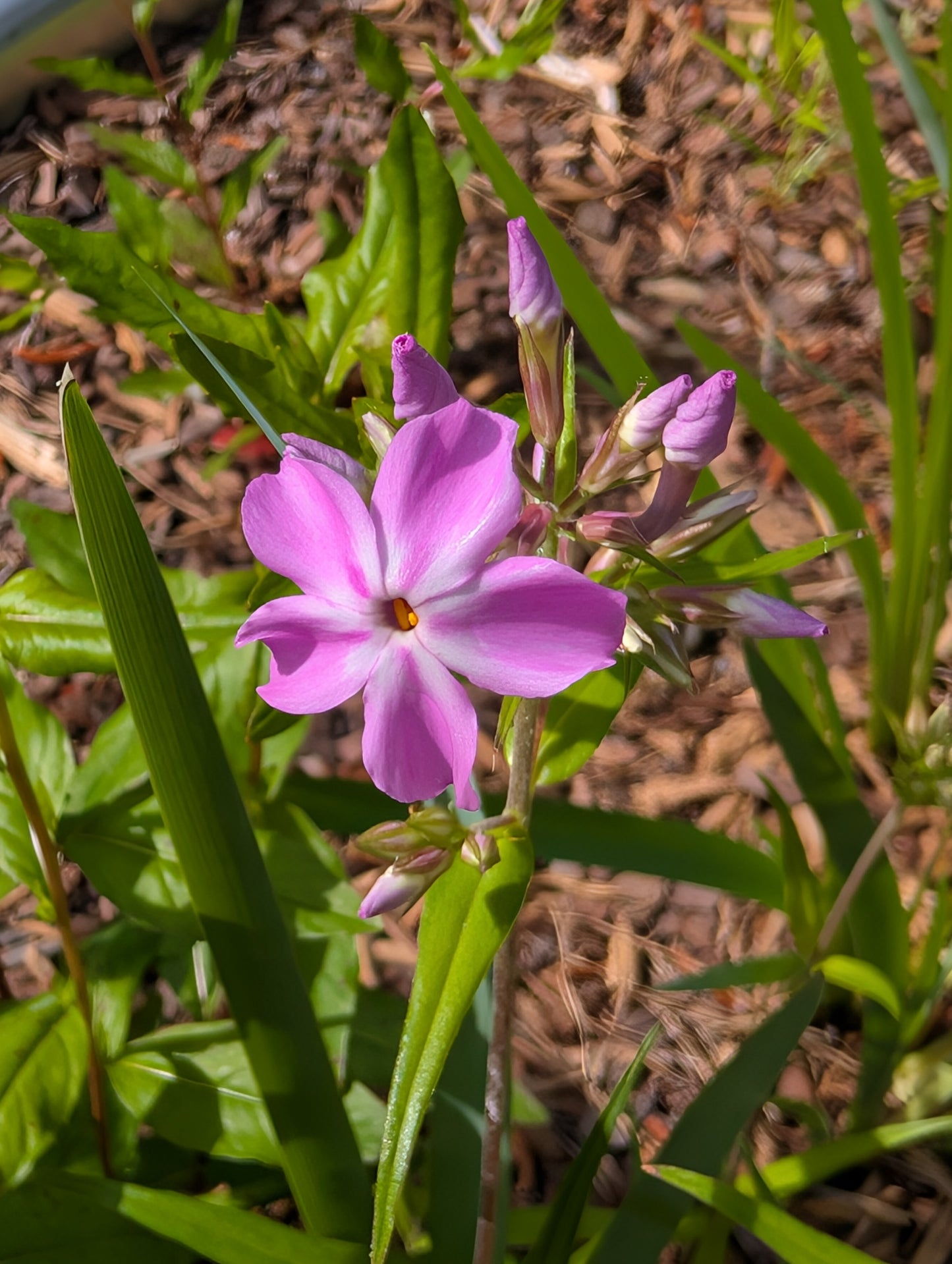 Phlox carolina 'Kim' (Carolina Phlox 'Kim')