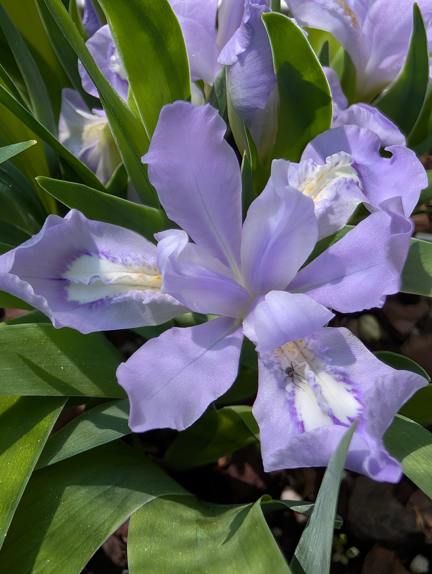 Iris cristata (Dwarf Crested Iris)