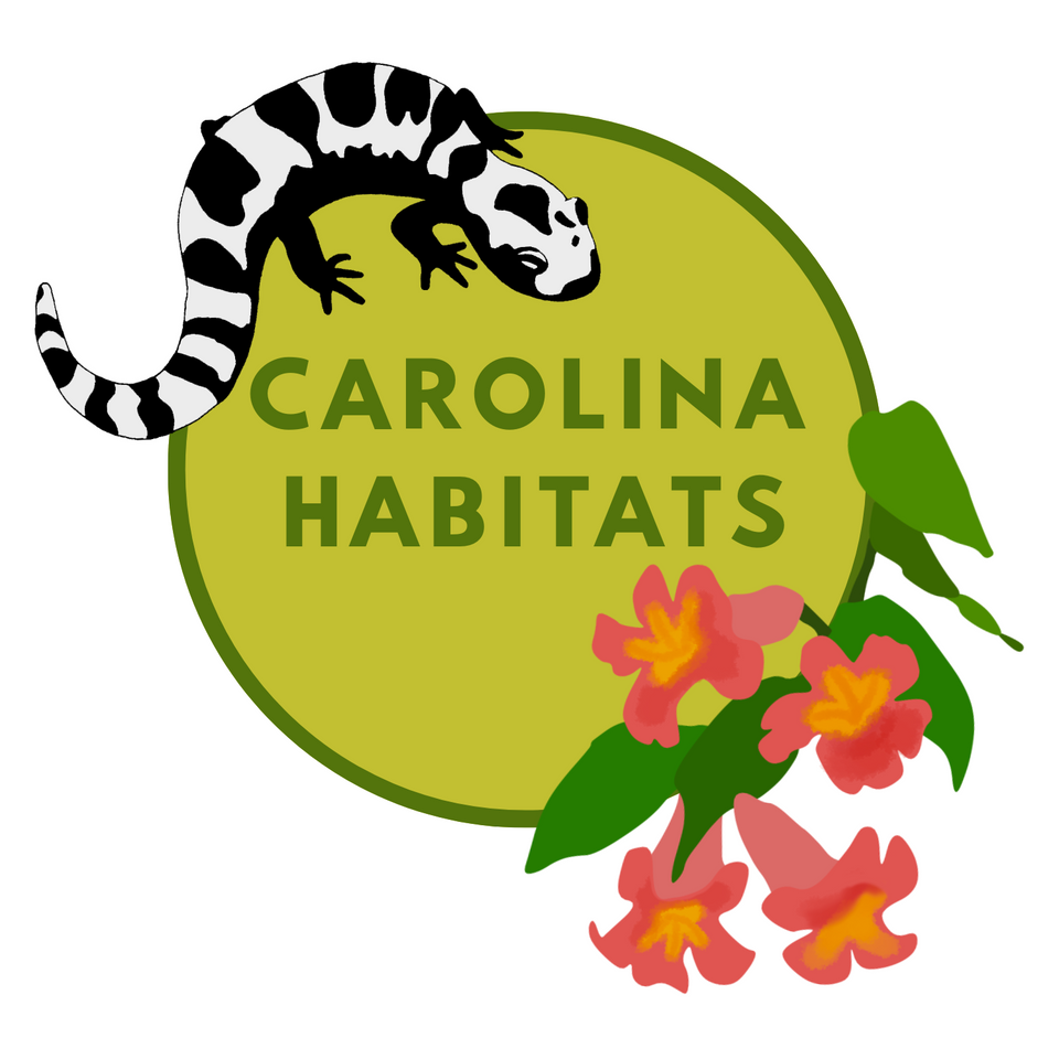 Wisteria macrostachya 'Clara Mack' (Kentucky Wisteria) – Carolina Habitats
