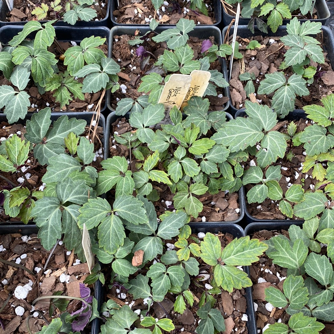 Cardamine diphylla 'American Sweetheart'