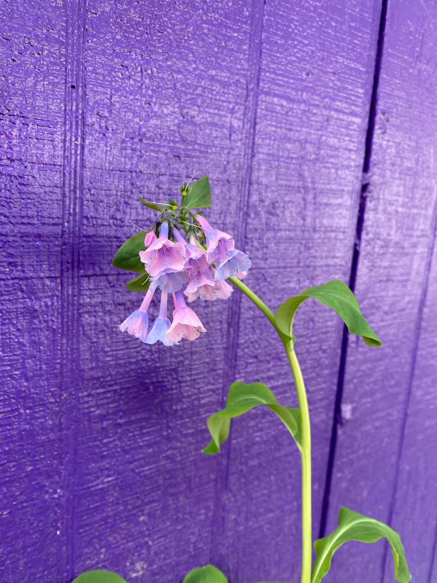 Mertensia virginica (Virginia Bluebells)