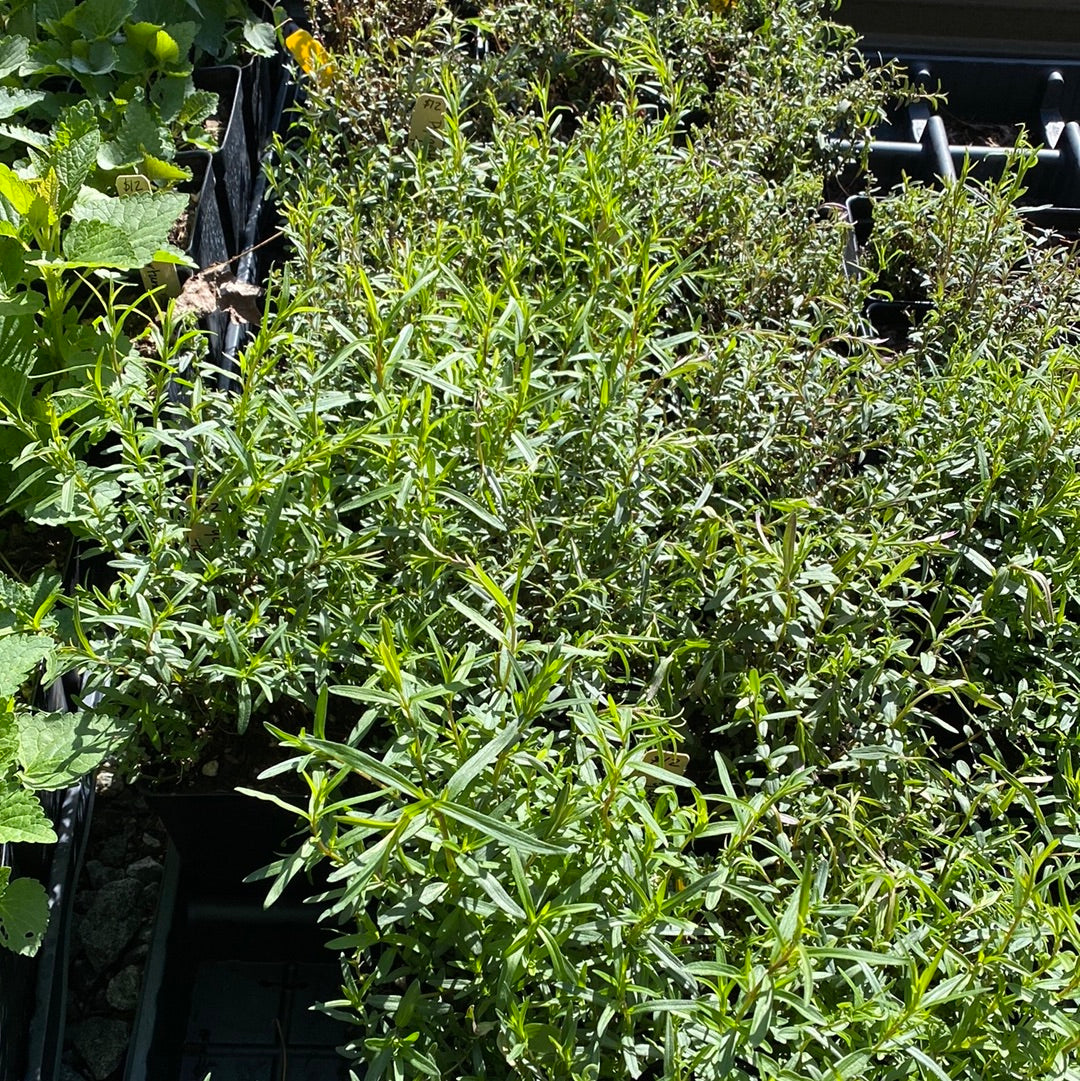 Pycnanthemum tenuifolium (Slender Mountain Mint)