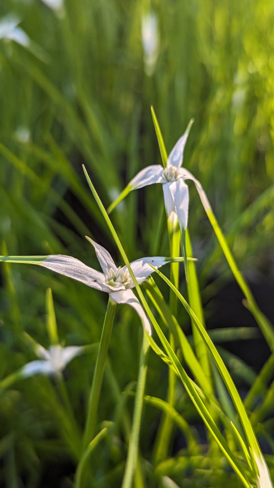 Rhynchospora colorata (White-topped sedge)