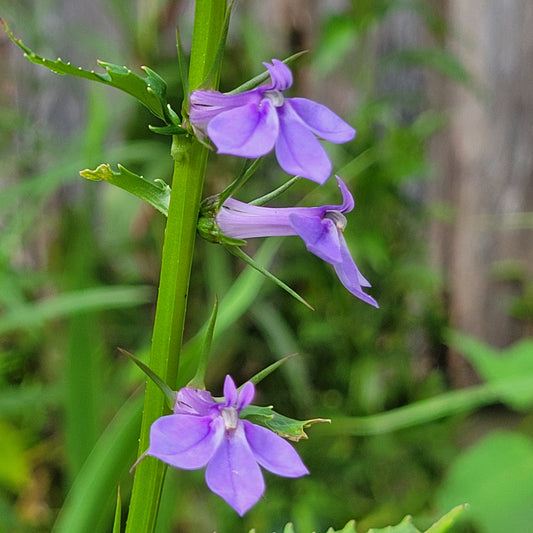 Lobelia elongata (Longleaf lobelia)