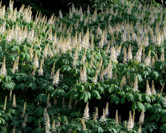 Aesculus parviflora (Bottlebrush Buckeye)