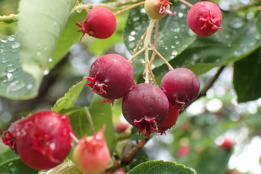 Amelanchier canadensis (Canadian serviceberry)