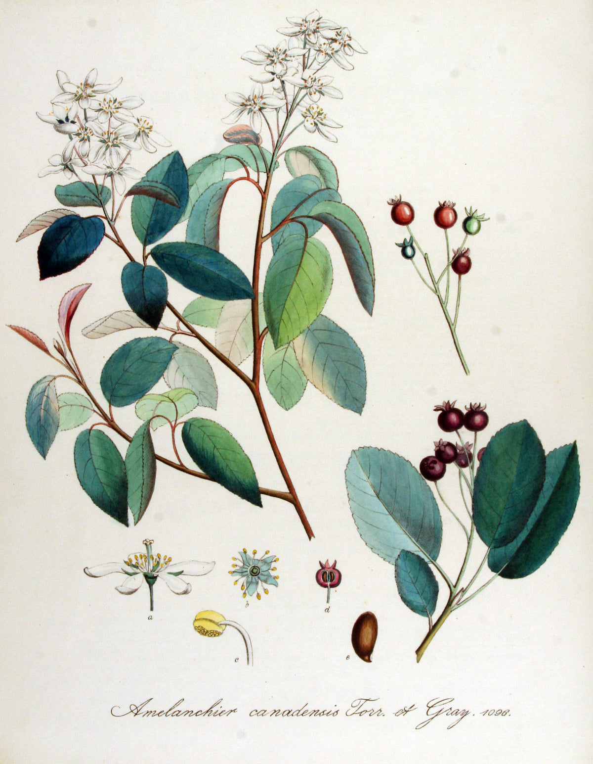 Amelanchier canadensis (Canadian serviceberry)