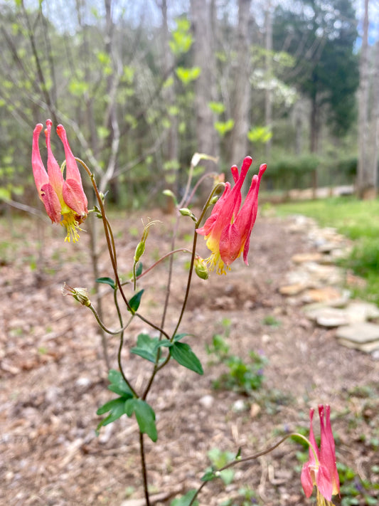 Eastern columbine