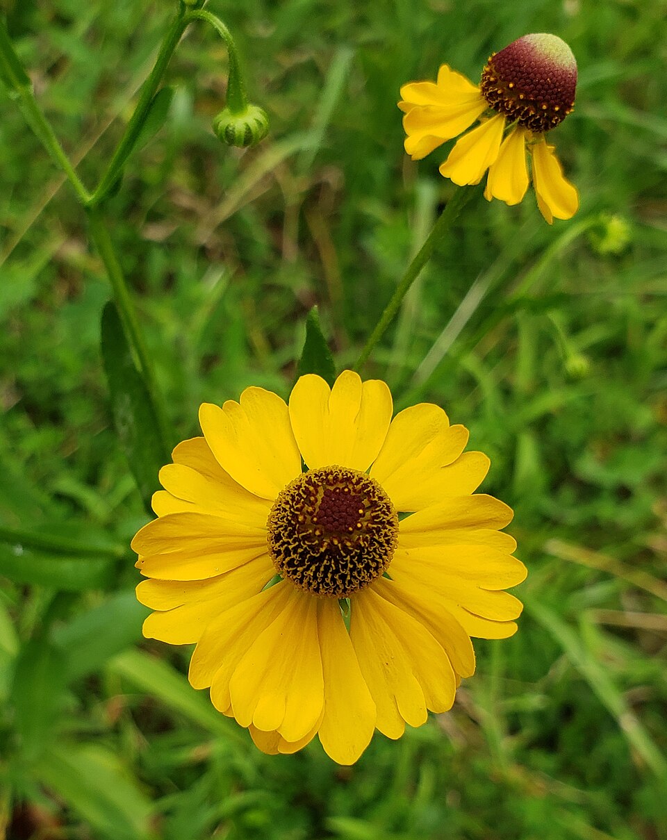 Helenium flexuosum (Purple Headed Sneezeweed)