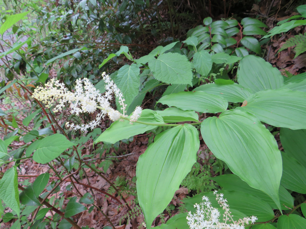 Maianthemum racemosum (Solomon's Plume)