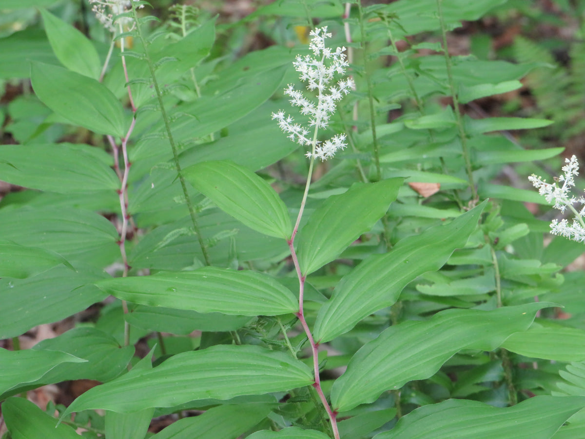 Maianthemum racemosum (Solomon's Plume)