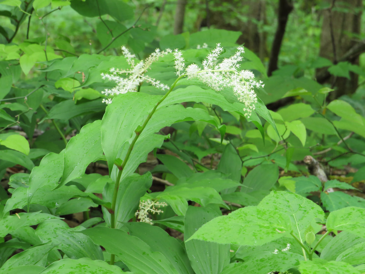 Maianthemum racemosum (Solomon's Plume)