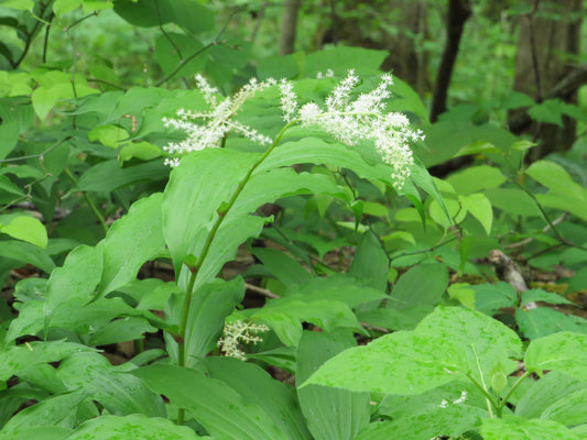Maianthemum racemosum (Solomon's Plume)
