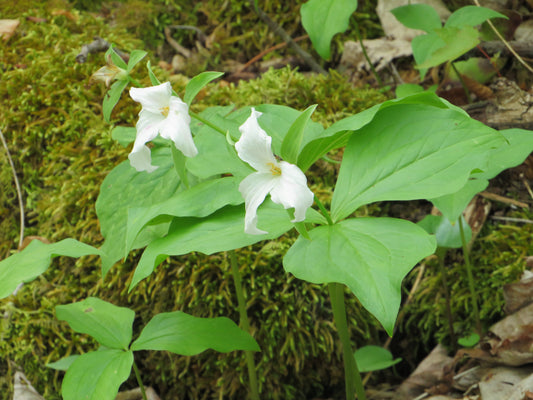 Trillium grandiflorum (Great White Trillium)