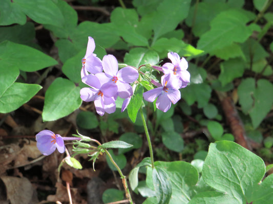 Phlox stolonifera (Creeping Phlox)