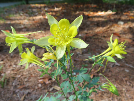 Aquilegia chrysantha 'Yellow Queen'