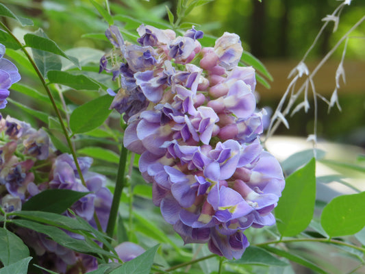 Wisteria frutescens 'Amethyst Falls' (American Wisteria)