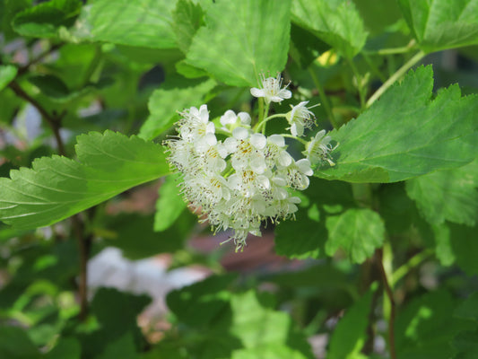 Physocarpus opulifolius (Common Ninebark)