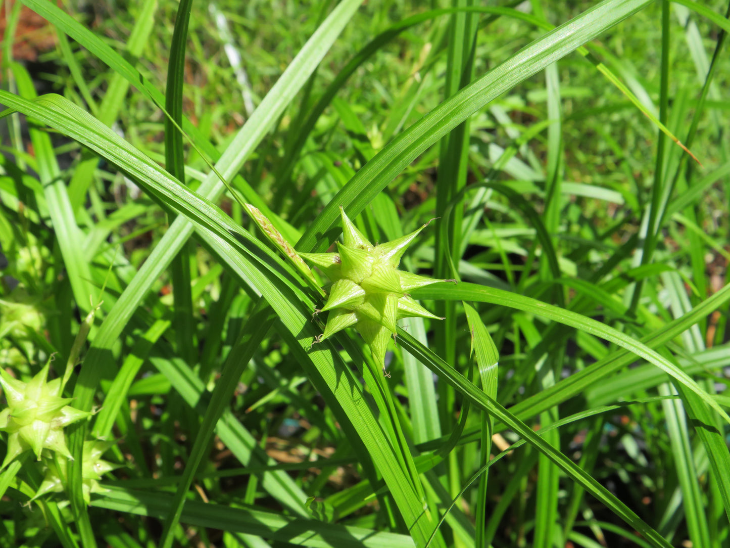 Carex grayi ‘New Moon Mighty’ (Gray's Sedge)