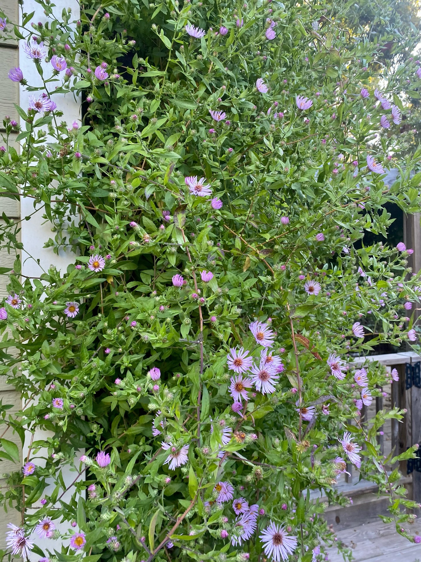 Ampelaster carolinianus (Climbing Aster)