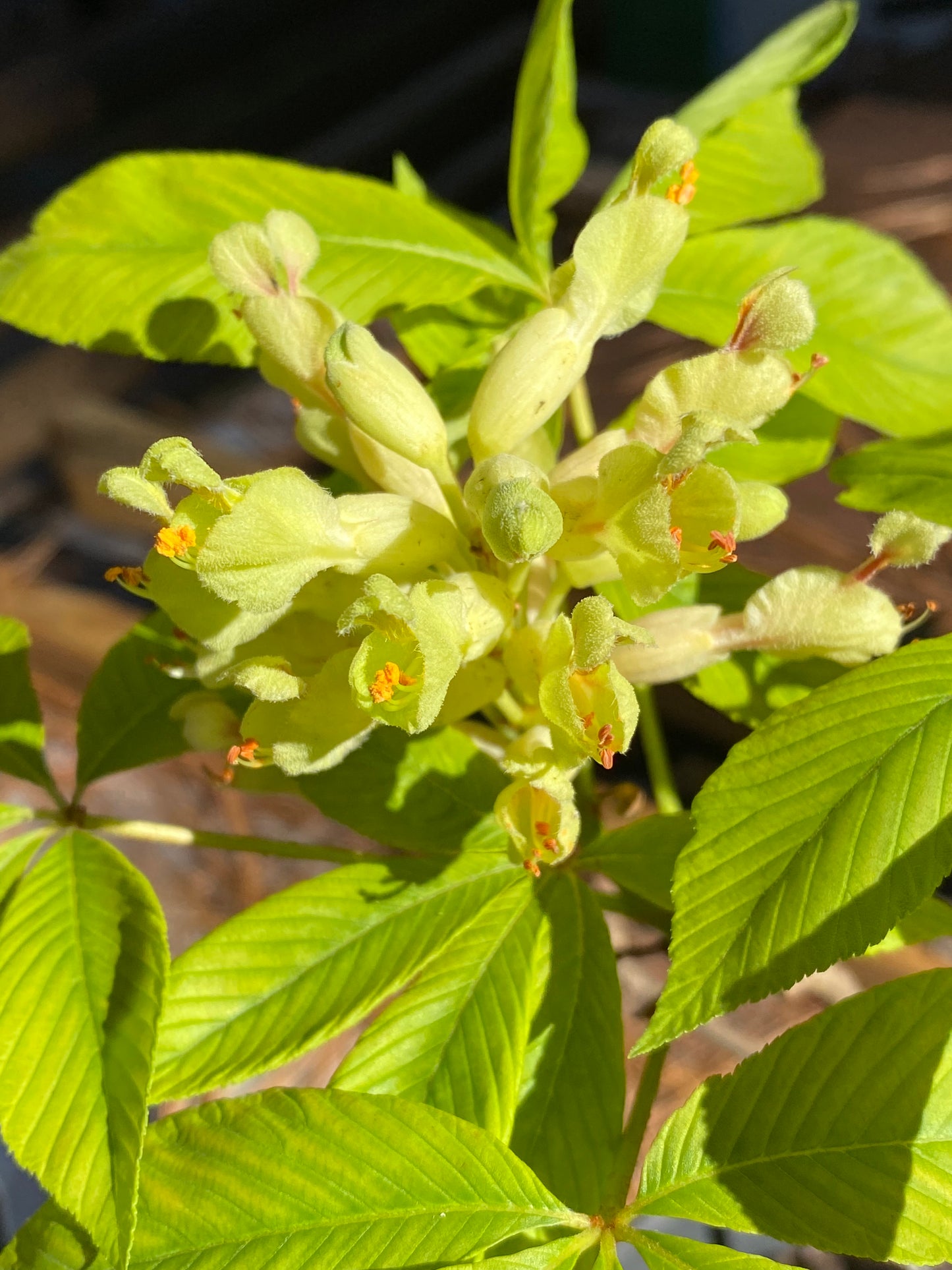 Aesculus sylvatica (Painted Buckeye)