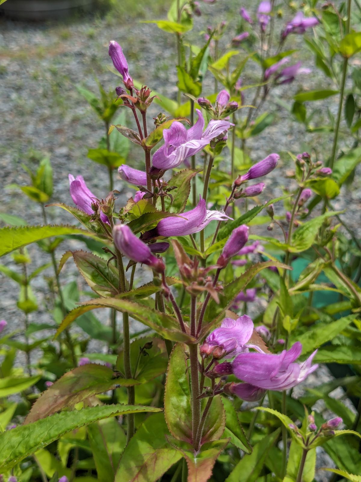 Penstemon Smallii Small s Beard Tongue Carolina Habitats penstemon-smallii-small-s-beard-tongue-carolina-habitats