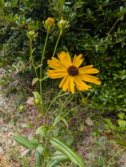 Coreopsis gladiata
