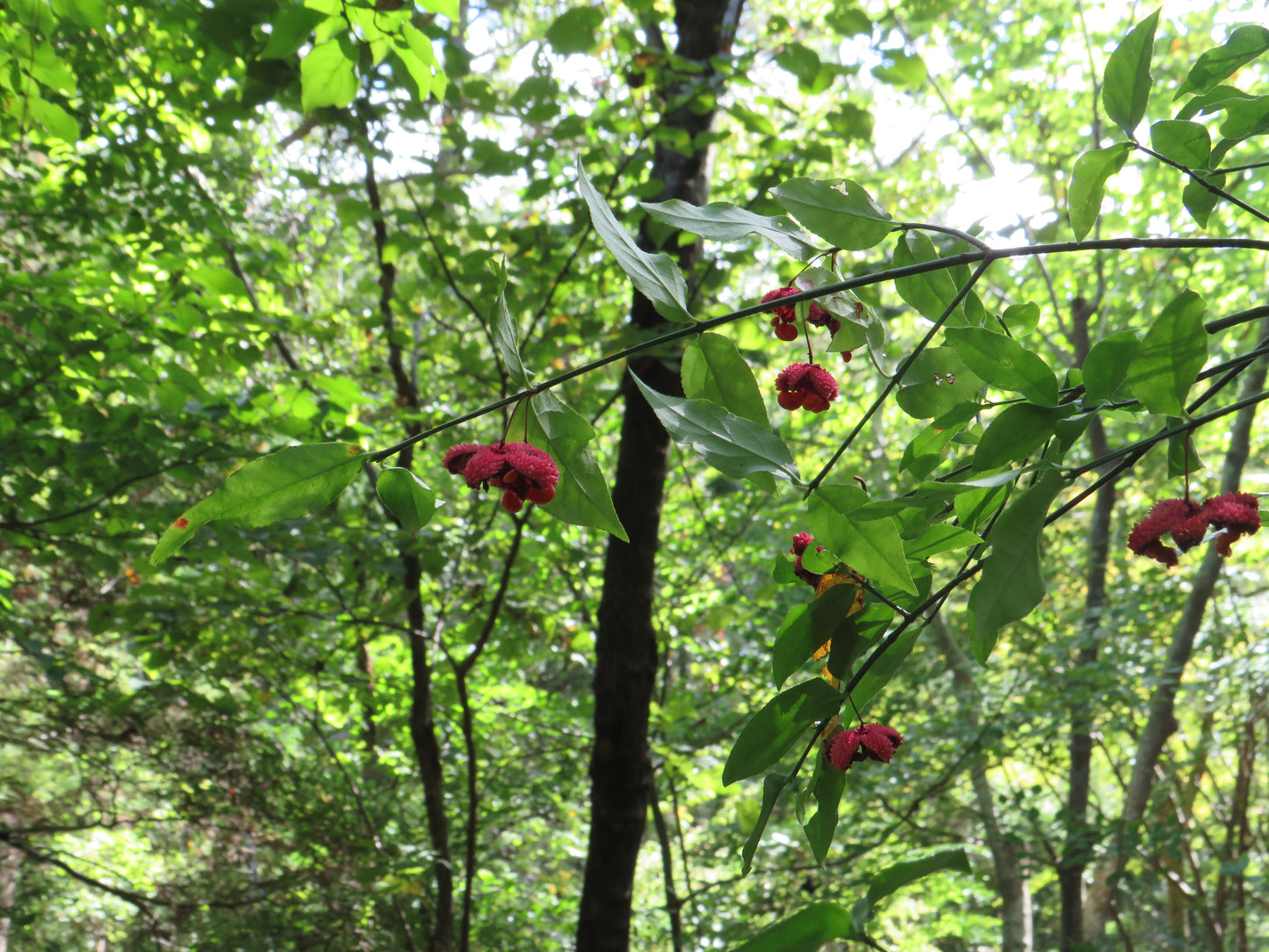 Euonymus americanus (Hearts a'busting)
