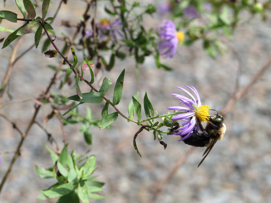 Symphyotrichum oblongifolius 'Raydon's Favorite' (Aromatic Aster)