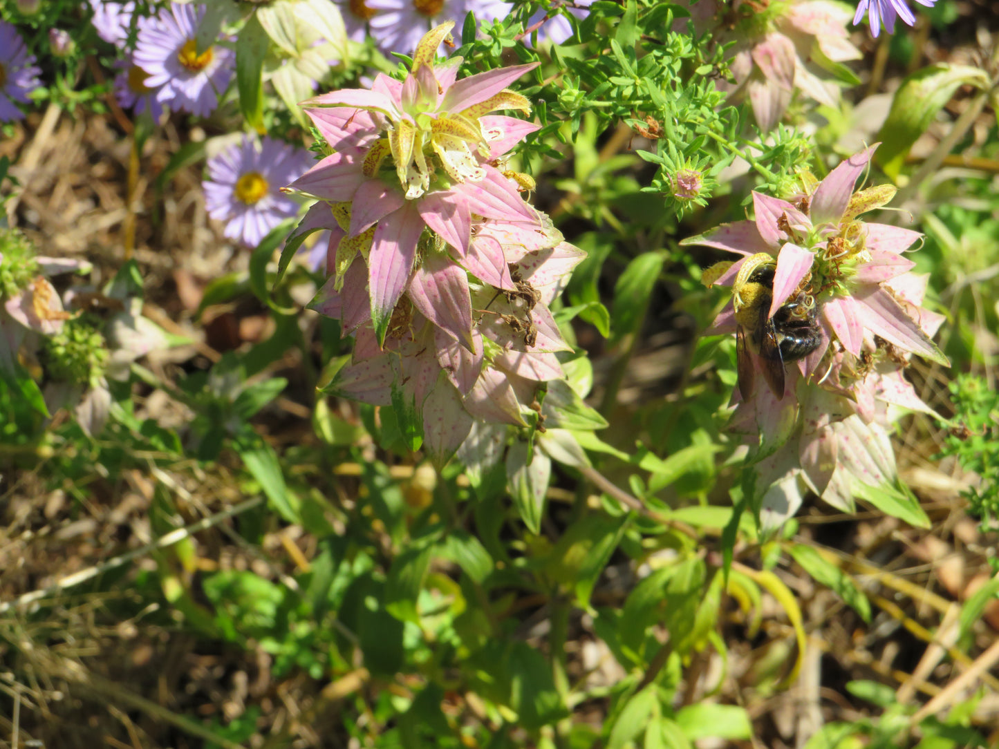 Monarda punctata (Spotted Beebalm)