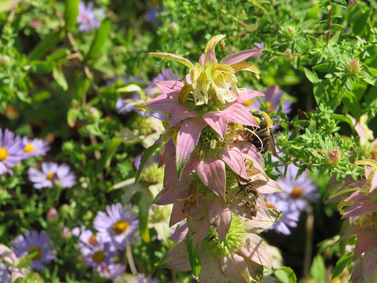 Monarda punctata (Spotted Beebalm)