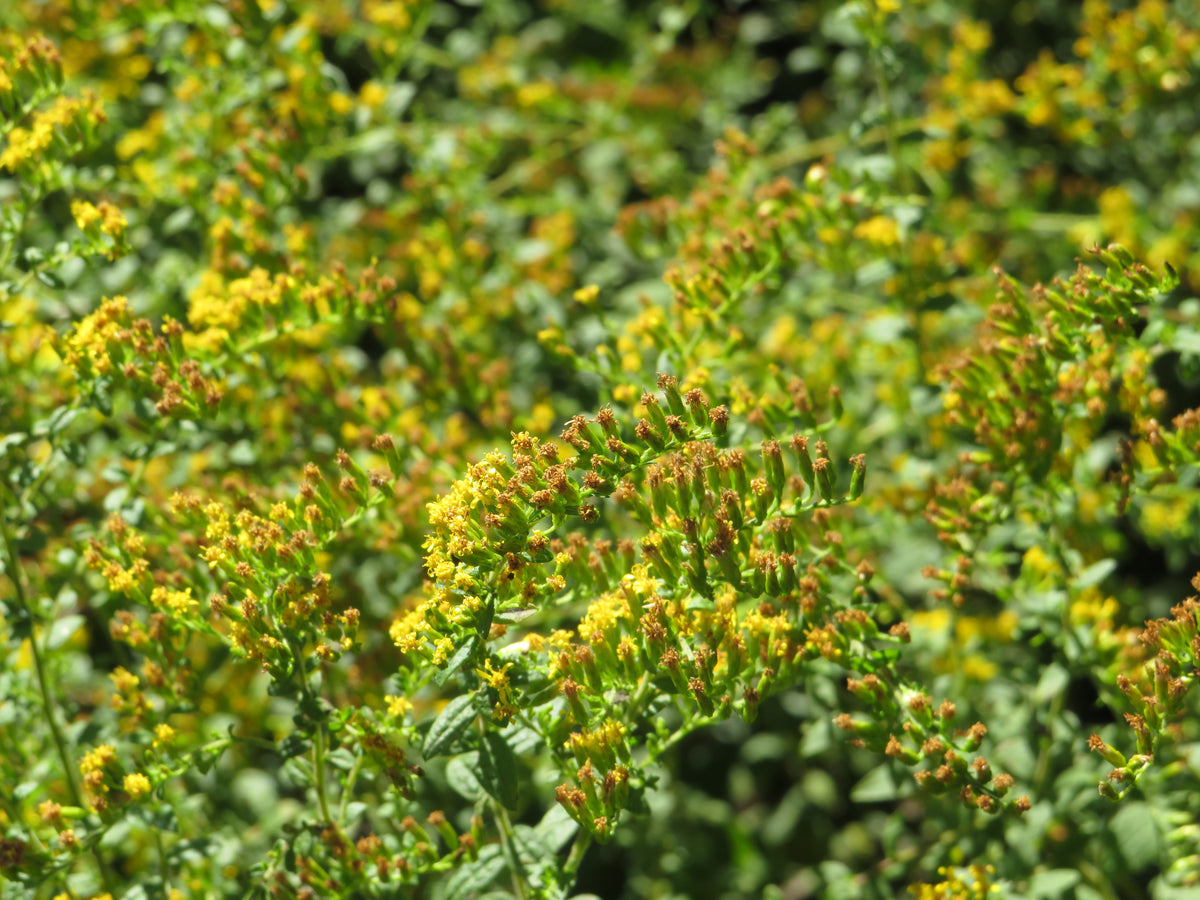 Solid Go Rugosa Solidago rugosa (Wrinkleleaf Goldenrod) – Carolina Habitats