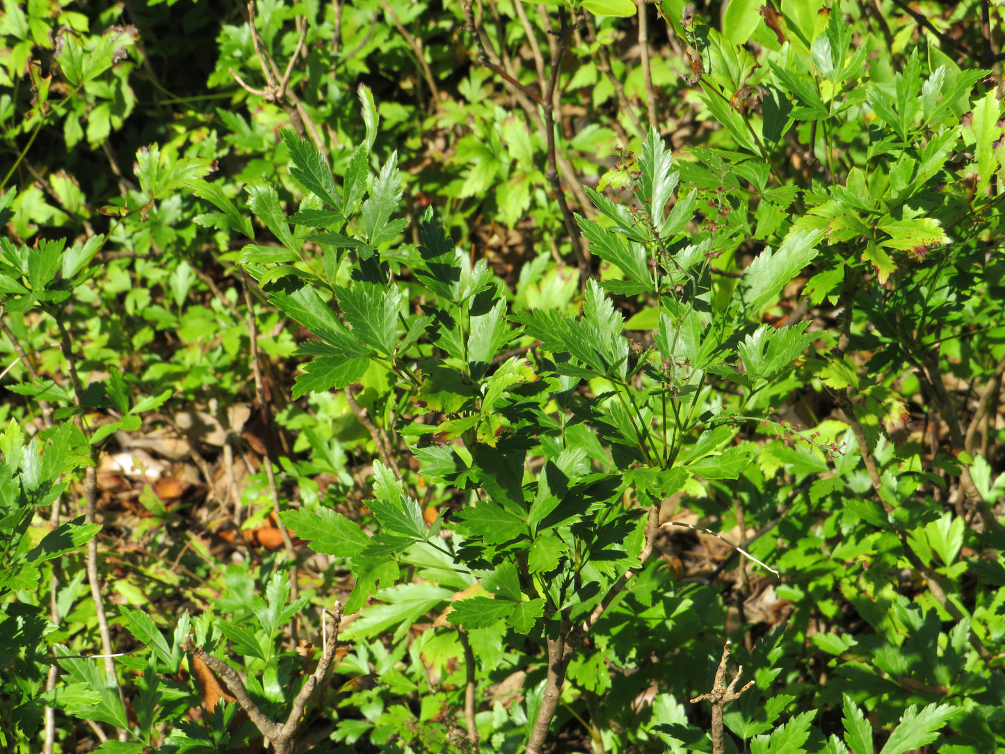 Xanthorhiza simplicissima (Yellow root) – Carolina Habitats