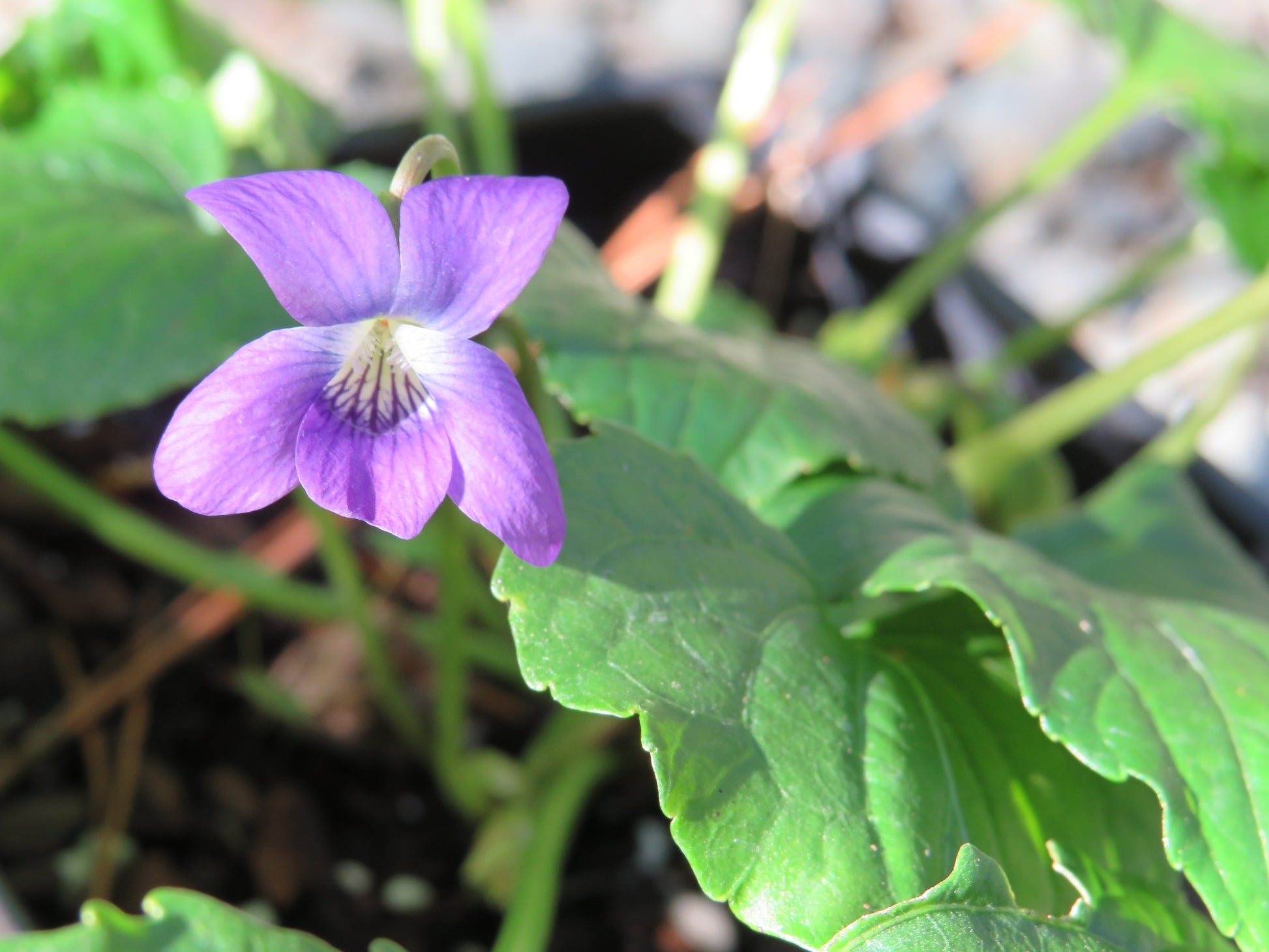 common blue violet herbicide Viola sororia (Common blue violet) – Carolina Habitats