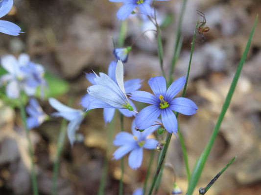Sisyrinchium angustifolium (Narrow-leaf Blue-Eyed Grass)