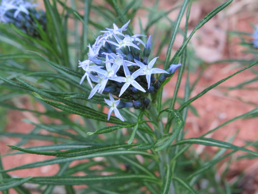 Amsonia hubrichtii (Threadleaf Bluestar)