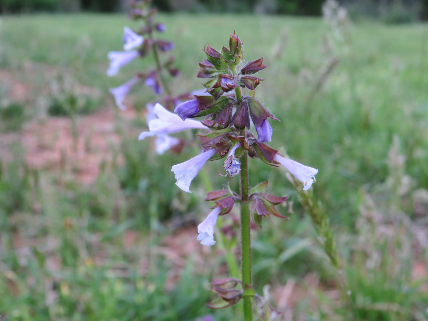 Salvia lyrata (Lyreleaf Sage)