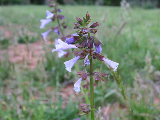 Salvia lyrata (Lyreleaf Sage)