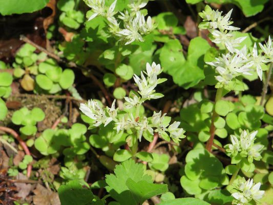 Sedum ternatum (Woodland Stonecrop)